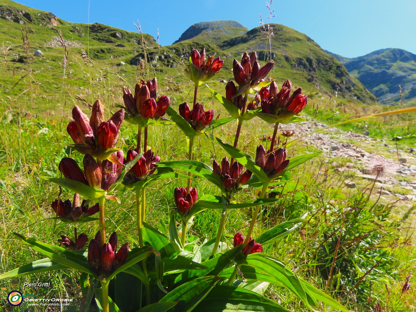 15 Gentiana purpurea (Genziana porporina).JPG